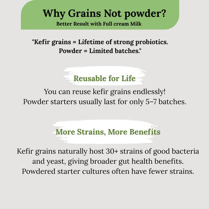 Premium Kefir grains// Best result with Full Cream Milk - NutriAura