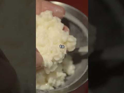Premium Kefir grains// Best result with Full Cream Milk